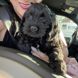 Cockapoo and Goldendoodle Puppies from Capital Doodles