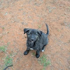 Boy 2 - Brindle male Xoloitzcuintli puppy in Tecumseh, Oklahoma from Junkyard Xolos
