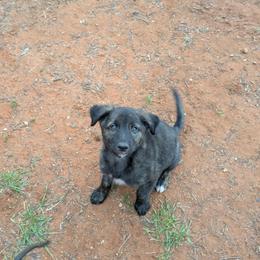 Boy 2 - Brindle male Xoloitzcuintli puppy in Tecumseh, Oklahoma from Junkyard Xolos