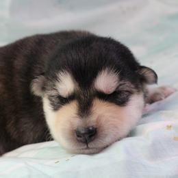 Aura -Yellow - Seal and white female Alaskan Malamute puppy in Independence, Virginia from New River Valley Malamutes
