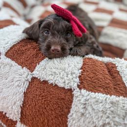 Robin - Chocolate female Goldendoodle puppy in Cleveland, Tennessee from Liberty Creek Farms