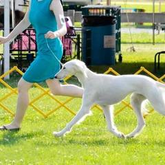 Salukis from Desertskye Salukis