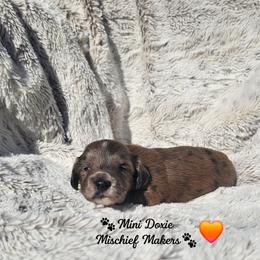 Star - Dapple male Dachshund puppy in Leesburg, Florida from Mini Doxie Mischief Makers