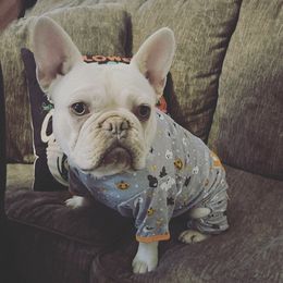 French Bulldogs from Sangster’s kennel