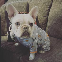 French Bulldogs from Sangster’s kennel