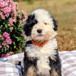 George Strait - Tri-color male Bernedoodle puppy in Mount Pleasant, Tennessee from Amy Brewer
