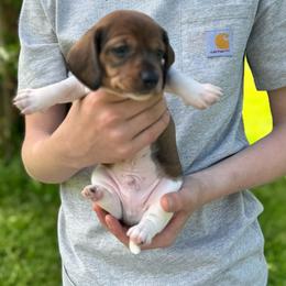 Blue collar - Piebald male Dachshund puppy in Johnson, Vermont from RBP Dachshunds