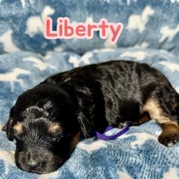 Liberty - Tri-color female Bernedoodle puppy in Beecher, Illinois from Erica’s Doodles