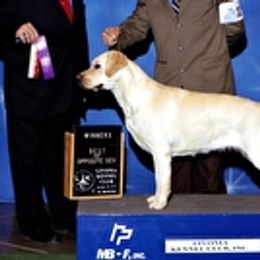 Labrador Retrievers from Regen Labrador Retrievers