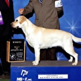 Labrador Retrievers from Regen Labrador Retrievers