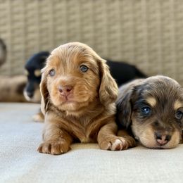 Dachshund Puppies from Gem State Mini Dachshunds