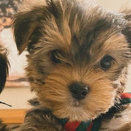 Yorkshire Terriers from Lala & Co.