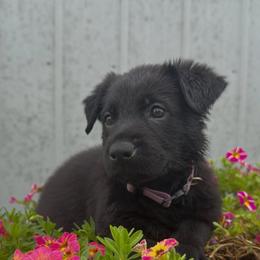 Light purple - Black female German Shepherd puppy in Midway, Kentucky from Von Charry German Shepherd’s