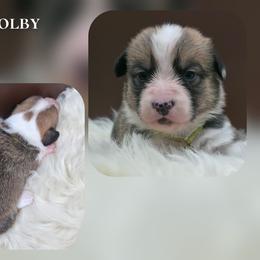 Colby - Sable male Pembroke Welsh Corgi puppy in Charleroi, Pennsylvania from Twilight Hollow Corgis