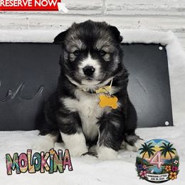 Molokina - Agouti and white female Siberian Husky puppy in Sherwood, Oregon from Whiskey River Siberians