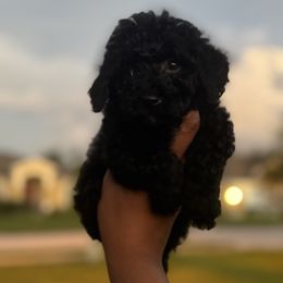 Waylon - Black male Poodle puppy in Deltona, Florida from Poodles by CNC