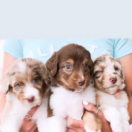Aussiedoodle, Bernedoodle, Goldendoodle, and Poodle Puppies from Teddy Doodles & Standard Poodles