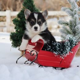 Gazelle - Black and tan female Pembroke Welsh Corgi puppy in Pollock, Missouri from Northstar