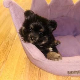 Brewski - Black and tan male Pomeranian puppy in Buck Valley, Pennsylvania from Buck Valley Pomeranians