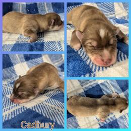 Cadbury - Red and white male Siberian Husky puppy in Coshocton, Ohio from Wyant Farms