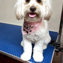 Cockapoo and Schnoodle All Grown Up from Bri & Dar’s Beloved Doodles