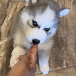 Siberian Husky Puppies from Noble Heart Siberians