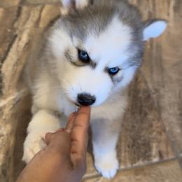 Siberian Husky Puppies from Noble Heart Siberians