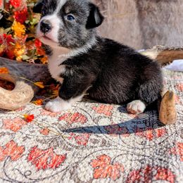 Cousin Eddie - Brindle and white male American Corgi puppy in Shawnee, Oklahoma from Sunray Ranch