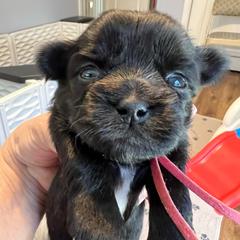 Pink Collar - Daisy - Black and white female Shorkie puppy in Mays Landing, New Jersey from Fancy Paws Shorkies & Shih Tzus