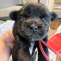 Pink Collar - Daisy - Black and white female Shorkie puppy in Mays Landing, New Jersey from Fancy Paws Shorkies & Shih Tzus