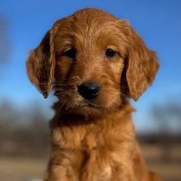 Rufus - Red  male Goldendoodle puppy in Osage City, Kansas from Golden Ridge Goldens