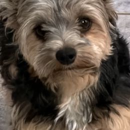 Noelle - Yorkshire Terrier