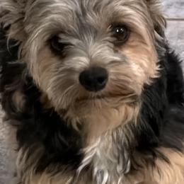 Noelle - Yorkshire Terrier