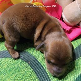 Sunny Boy - Red male Dachshund puppy in Terlton, Oklahoma from CLARK'S BREEDING PROGRAM