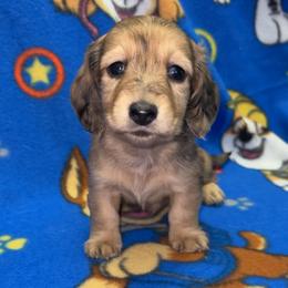 Evelyn - Dapple female Dachshund puppy in Goldthwaite, Texas from Mini Mama Dachshunds