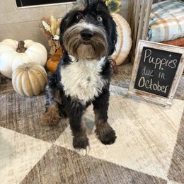 Bailey - Aussiedoodle