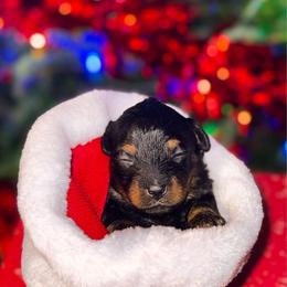 Posh Spice - Phantom female Goldendoodle puppy in Kissimmee, Florida from Poodle Doodle Kennels