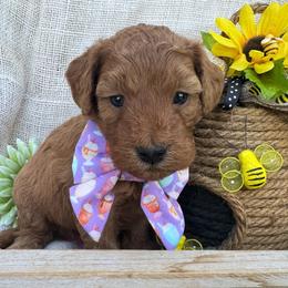Mintie - (Mint Chocolate Chip) - Red female Bordoodle puppy in Canfield, Ohio from Poo's Doo's & Inu's