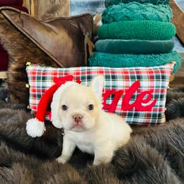 Fluffy Cream - Fawn and white male French Bulldog puppy in Jordan Valley, Oregon from Floating Feather Frenchies