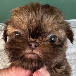 Sable Shihtzu - Sable male Shih Tzu puppy in Etoile, Texas from Dollface Dollie’s Shih Tzus