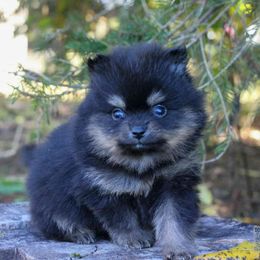 Wolf - Black and tan male Pomeranian puppy in Bremen, Indiana from AMS Pomeranians and Pomskies in Indiana