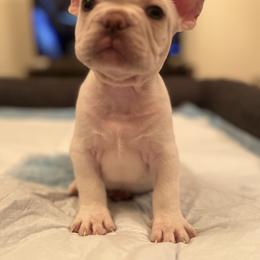 French Bulldog Puppies from Royal velvet frenchies