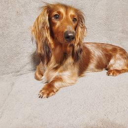 Dachshunds from Weiner Warriors