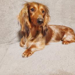 Dachshunds from Weiner Warriors