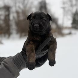 Belgian Malinois and German Shepherd Puppies from Abenteurer German Shepherds & Belgian Malinois