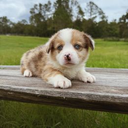 Taz - Red merle and white male American Corgi puppy in Windermere, Florida from Canaan Farm Corgis
