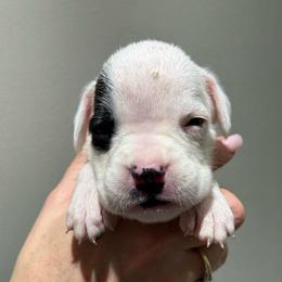 Skye - White female Boxer puppy in Jamesville, New York from Reynolds Homestead Boxers