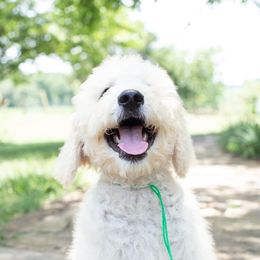 Mr Green Clover - Goldendoodle puppy in Statesville, North Carolina from Parfait Mischen Goldendoodles