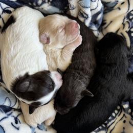 Miniature Schnauzer puppies from Barkin’ Beauty Schnauzers