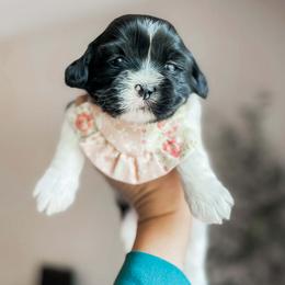 Tulip (black and white parti) - Black and white female Shihpoo puppy in Hopkins County, Texas from Boutique Doodles